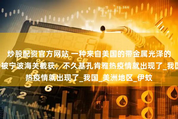 炒股配资官方网站 一种来自美国的带金属光泽的蚊子于今年6月份被宁波海关截获，不久基孔肯雅热疫情就出现了_我国_美洲地区_伊蚊